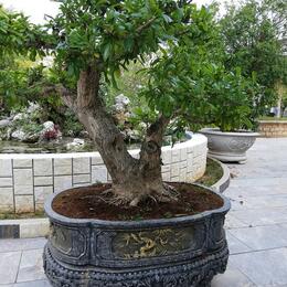BONZAI