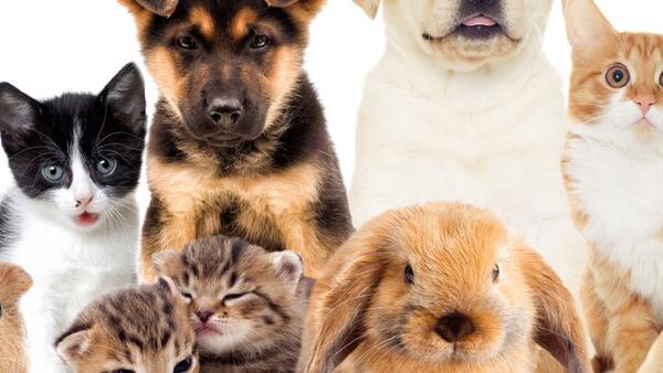 Pets - Cộng đồng yêu thú cưng
