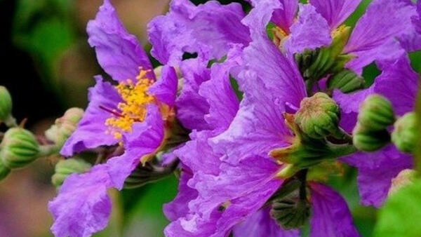Bằng Lăng Tím