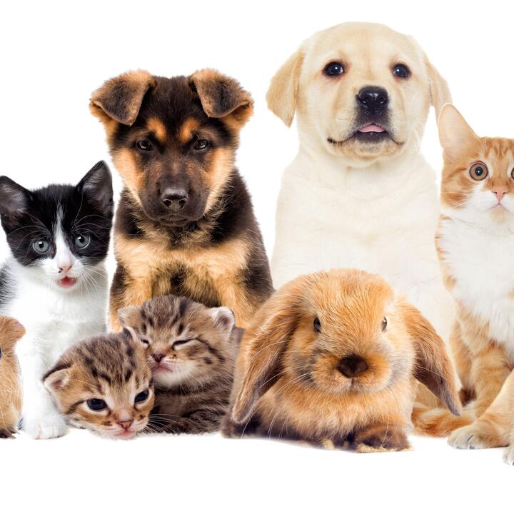 Pets - Cộng đồng yêu thú cưng