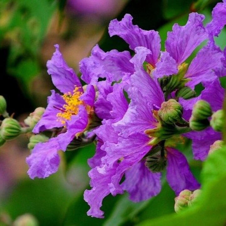 Bằng Lăng Tím
